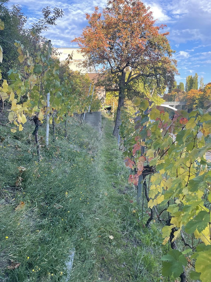 am Weinberg Tempelhof