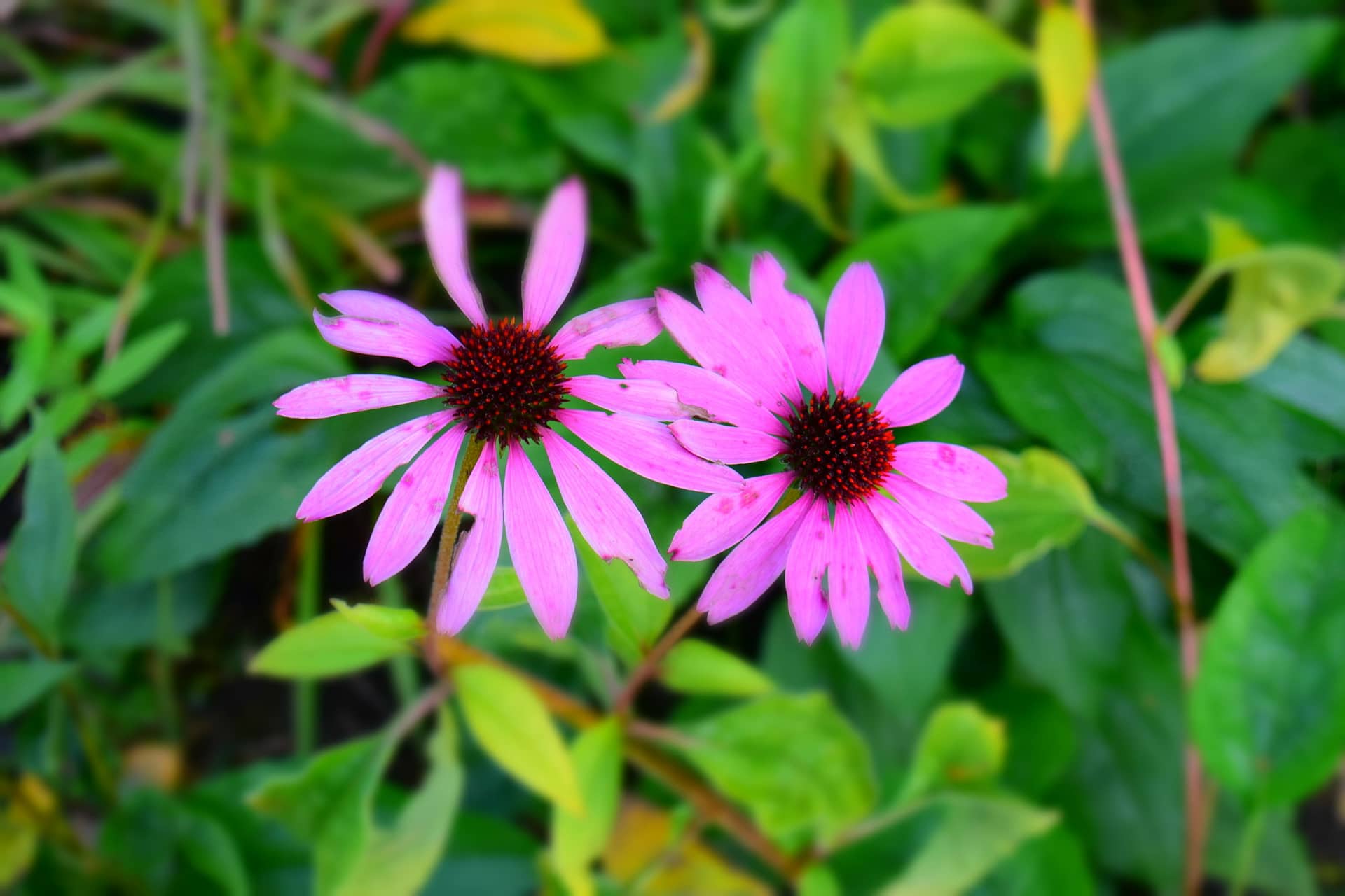 Violette Blumen