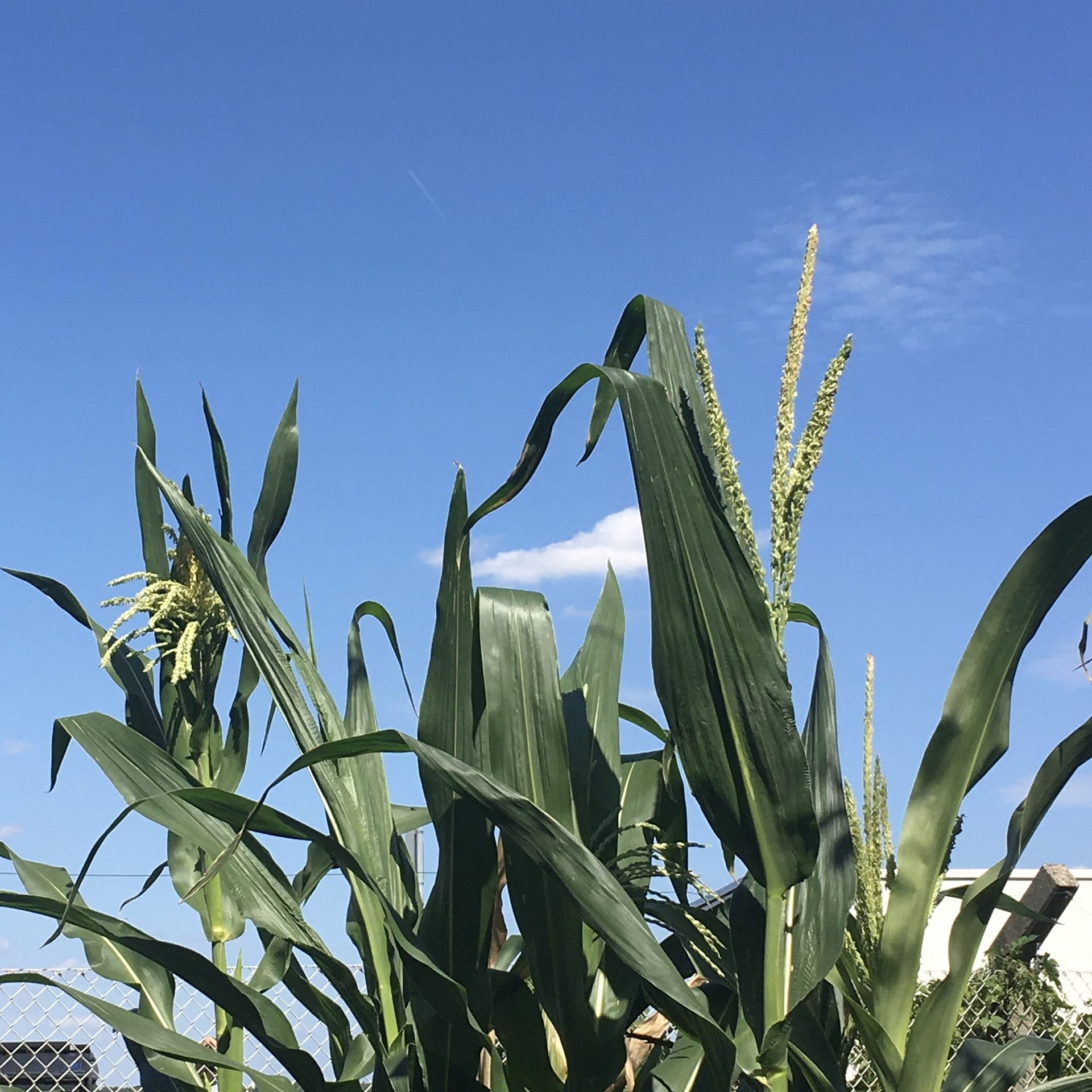 Maispflanzen in Blüte