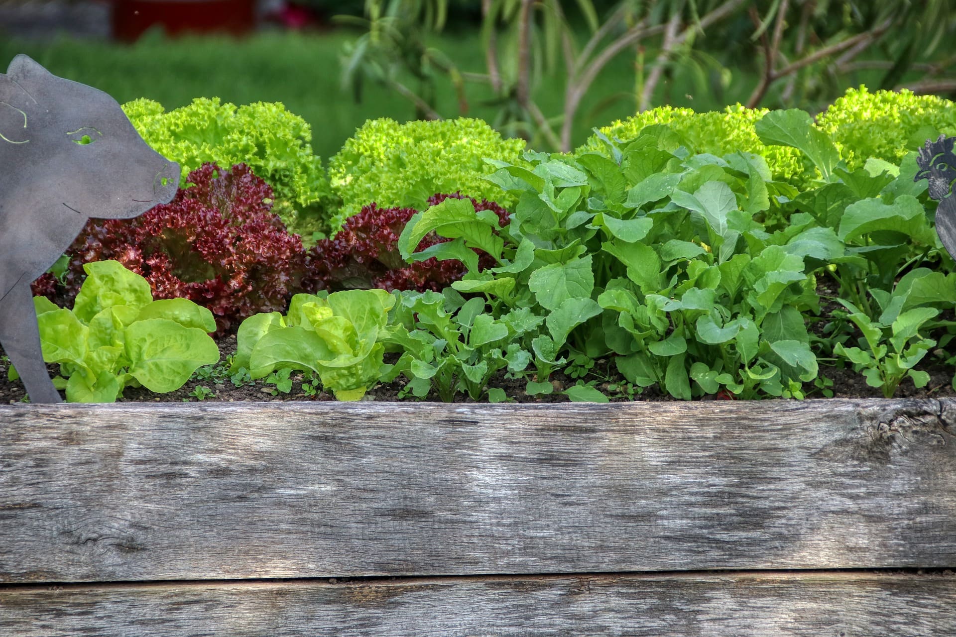Salate im Hochbeet
